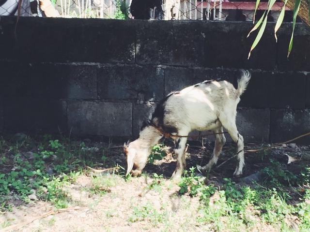 菲律宾潜水攻略 (菲律宾潜水游记)
