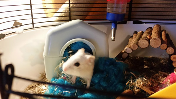 小仓鼠在笼里生活2年终被领养,小仓鼠生出来多少天可以找人领养