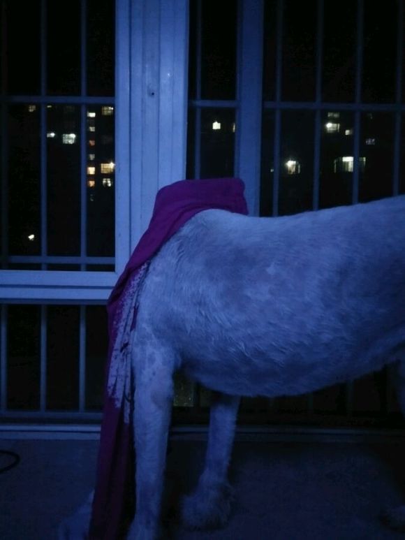 在诸暨市捡到一只萨摩耶,捡了一只萨摩耶怎么看有没有病