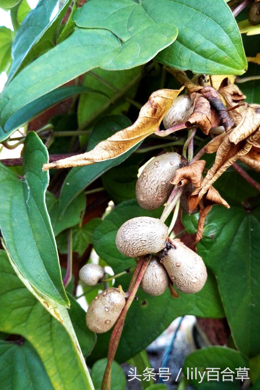 铁棍山药种子就是山药豆,山药豆的另一种叫法