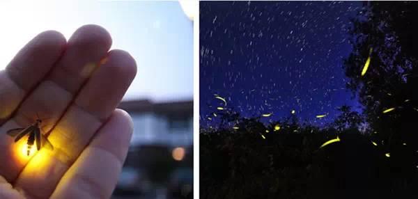 去沙巴旅游的感受,去沙巴旅游6大理由