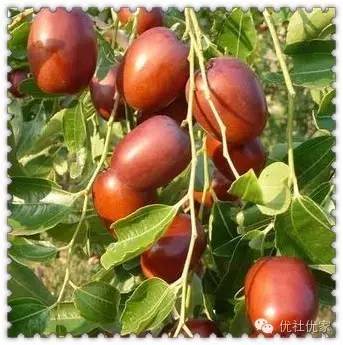 品尝山西红枣游览三晋名胜