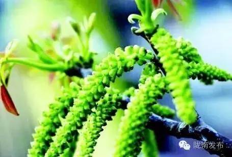 脱贫路上巾帼致富先锋,脱贫攻坚巾帼英雄