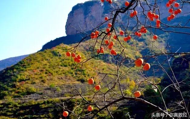 山东临沂平邑县的柿子怎么样,临沂哪里可以采摘新鲜铁皮柿子