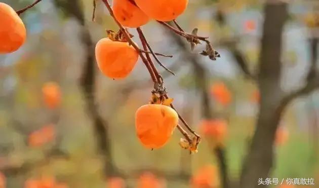 山东临沂平邑县的柿子怎么样,临沂哪里可以采摘新鲜铁皮柿子