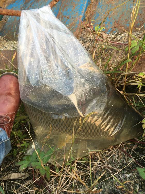 为什么野钓更舒服,为什么野钓要钓底