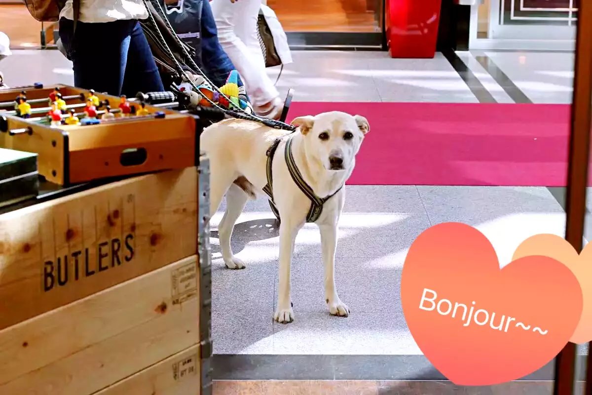 蓝瘦香菇在这里视频,蓝瘦香菇在法国