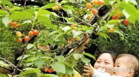 昆明大板桥农家乐的好去处,昆明农家乐烧烤游玩