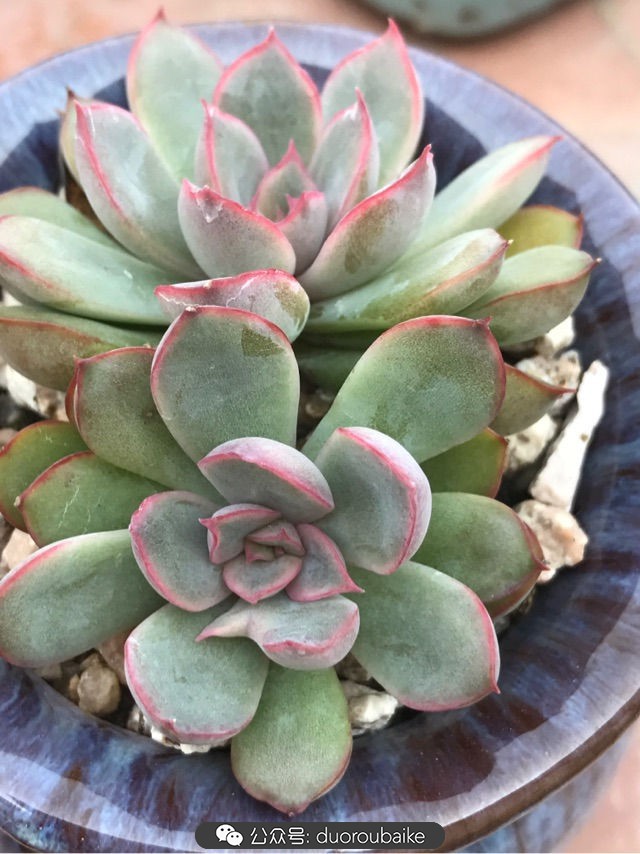 温差大多肉怎么会上色,温差大多肉才能出锦吗