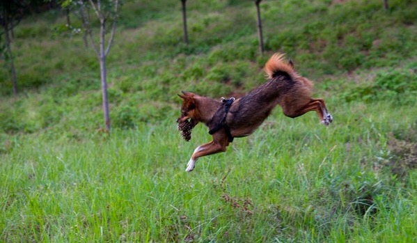 狗逮兔子犯法吗,细狗抓兔子技巧