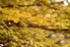 电影英雄背景音乐纯音乐,著名电影中的纯音乐