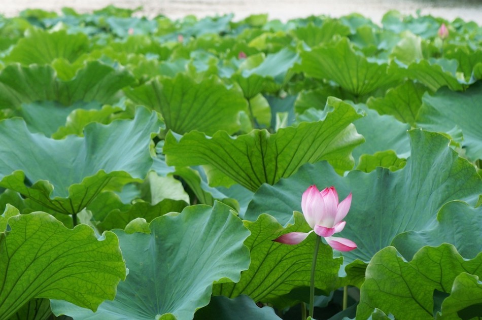 白洋淀一日游自驾游推荐,白洋淀8月自驾攻略