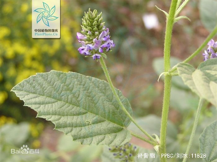 治疗白癜风中草药大全,中药治疗白癜风靠谱吗多久见效