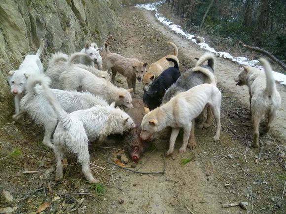 下司猎犬打猎野猪视频,猎犬下司实战打猎视频