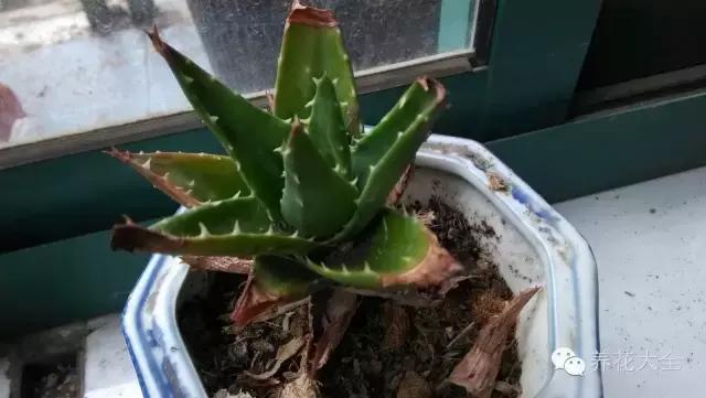 新栽培的芦荟为什么一点点黄叶,还在为植物长不出根系感到烦恼吗