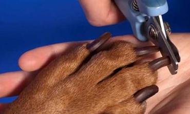 怎么给狗狗剪指甲不乱动,怎么给狗狗剪指甲视频