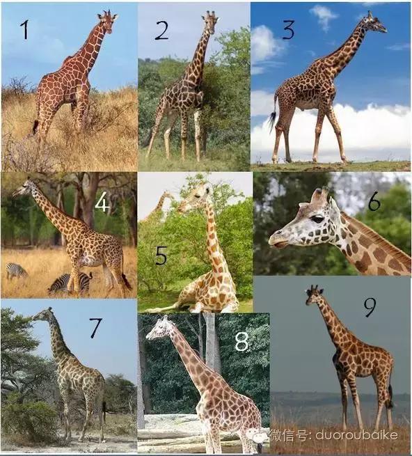 认多肉品种,教你认多肉