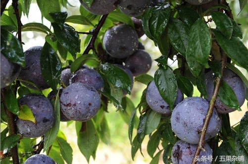 成人喉咙痒干咳无痰一招痊愈,喉咙干咳怎么办民间秘方