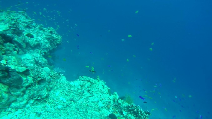 菲律宾潜水游记 (回忆菲律宾潜水的时光)