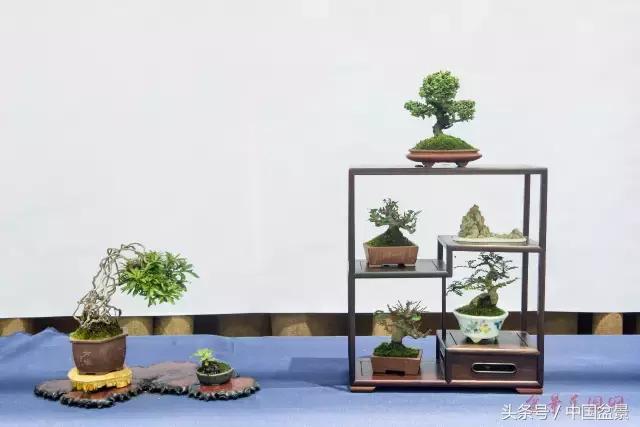 哪些野草适合微型盆景,小品盆景和微型盆景有区别吗