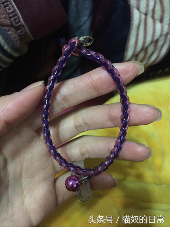 猫咪吃了皮筋但是还正常玩耍,猫咪吃了好长一截塑料绳