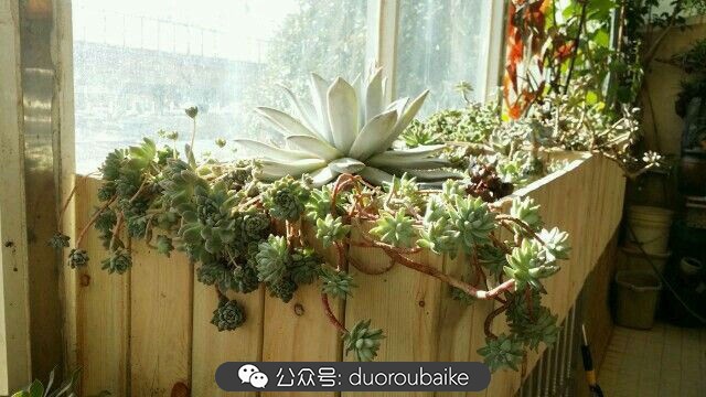 向阳的玻璃花房,玻璃花房设计建造