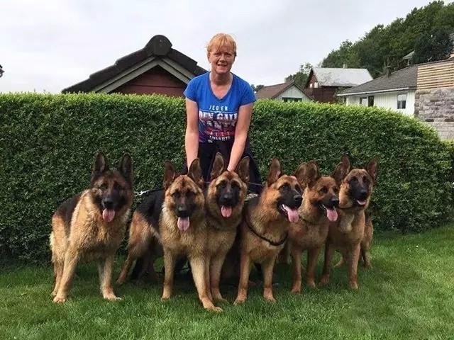 姿势|海关首次境外选犬,为何挑的是它?