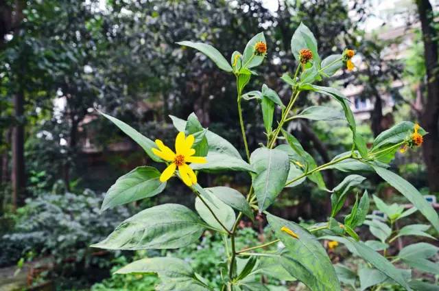 120年，你绝不可能错过的一种“川大之美”