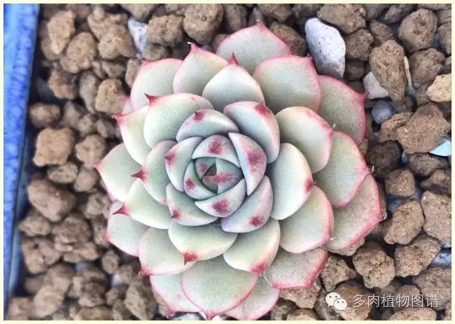 才离家半个月，回来后看到家里的多肉一阵狂喜~