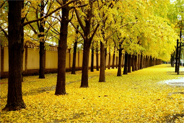 深秋宜见面宜思念,深秋雁南飞盼春归的词