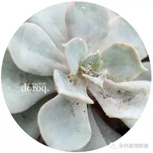 多肉虫害各种图解,多肉各种病虫害对照图