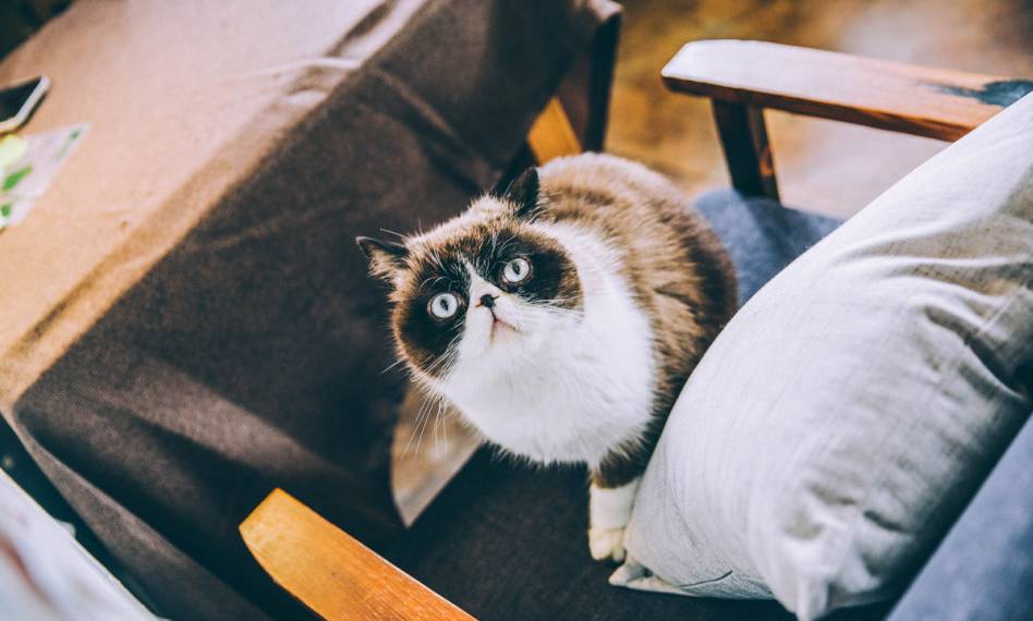 干货|从这些重庆小店路过，瞬间治愈蓝瘦香菇