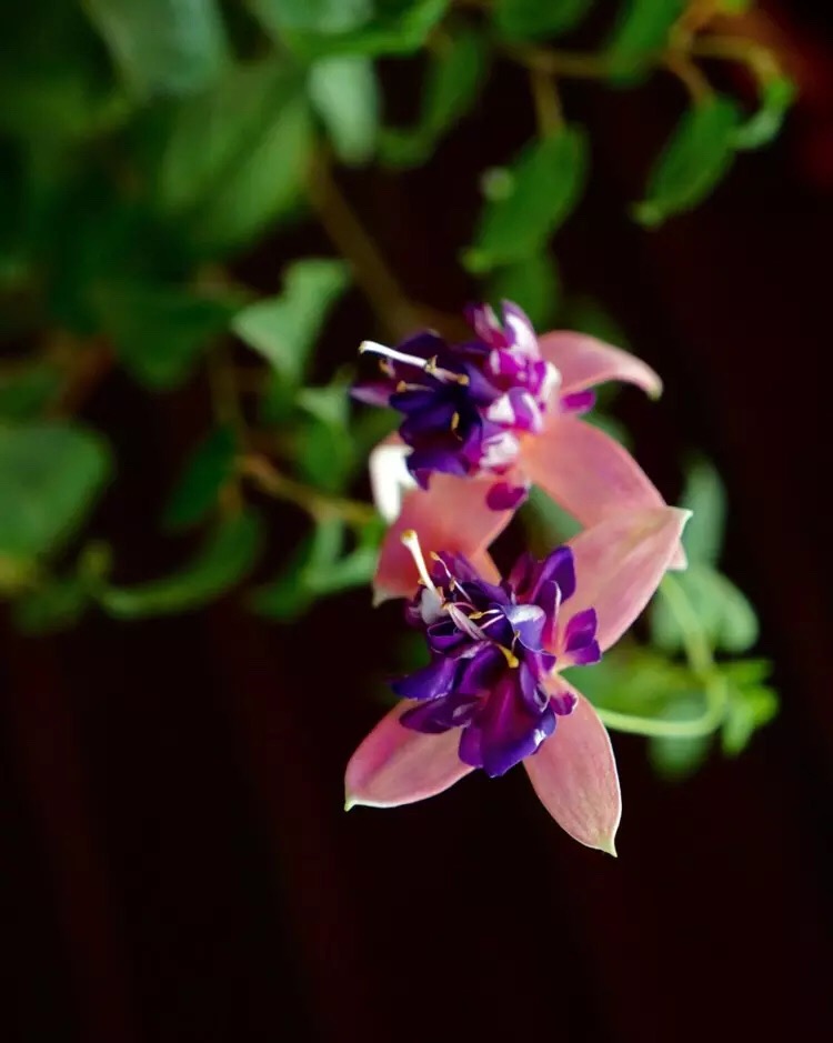 心中有爱人生才能一路芬芳,心若有阳光一路都是芬芳