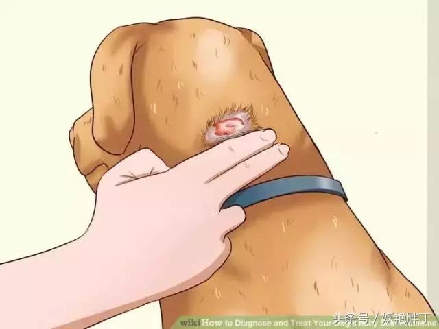 狗狗在家就可以做的体检方法！