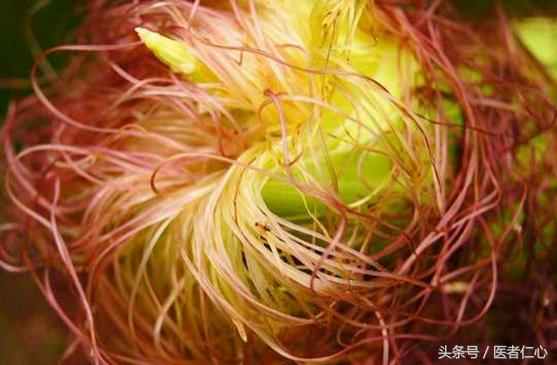 玉米须治胆结石最好方法,农村胆结石草药