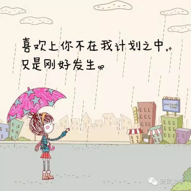 豚鼠各类饲养装备优缺点汇总之上篇