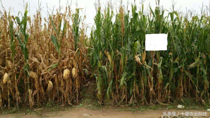 韩俊强吉林,韩俊强讲玉米种子