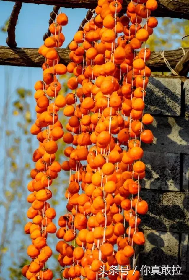 山东临沂平邑县的柿子怎么样,临沂哪里可以采摘新鲜铁皮柿子