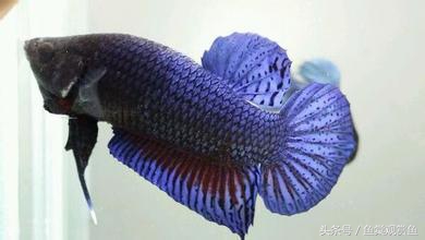 泰国斗鱼怎么样养好,泰国斗鱼有多吸引人