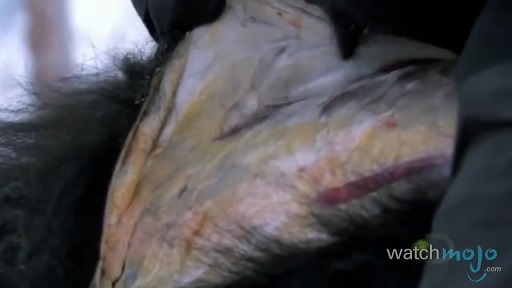 贝爷吃过最恶心的虫子,贝爷吃过十大恶心虫子