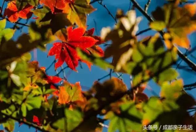 秋看落叶，夏玩水！成都边边观红叶圣地推介