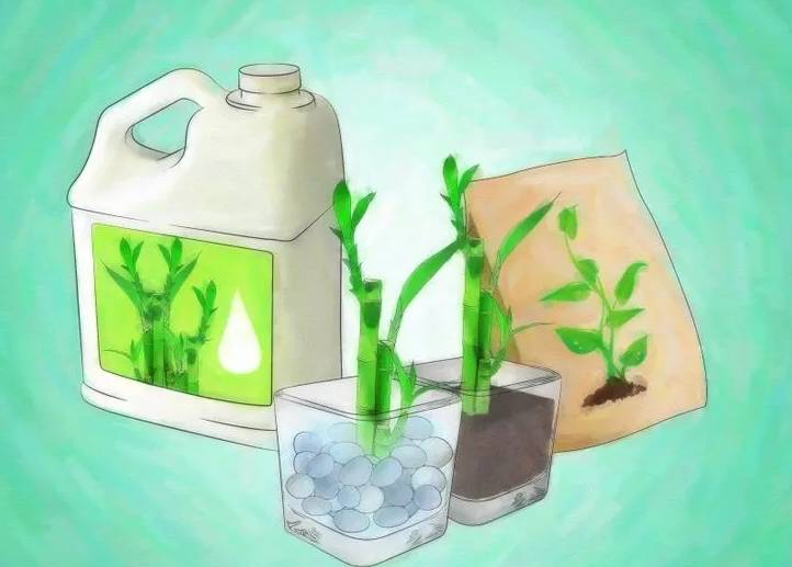 开运竹怎么养才能开花,富贵竹幸运竹怎么摆造型