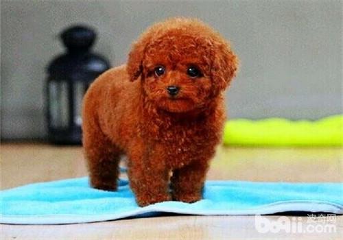 什么狗狗毛发比较软好养,掉毛少好打理的狗狗