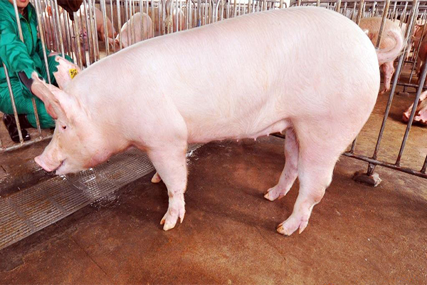 简便易行治疗猪脱肛的绝招，成本低廉但又疗效确切！