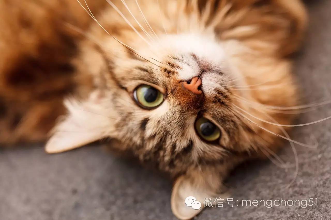 猫咪感染了猫瘟怎么办？如何治疗和预防？