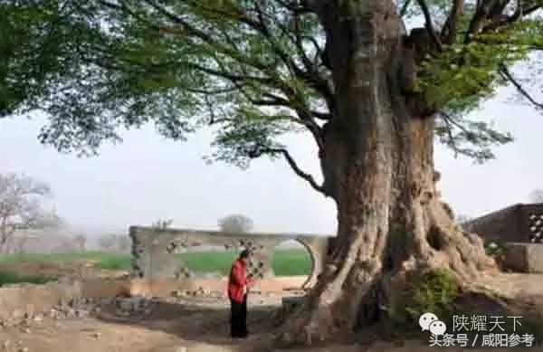 咸阳“十大树王”出炉！你知道几颗关于他的故事？