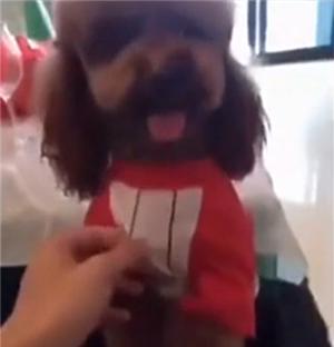 主人嫌弃泰迪狗全身跳蚤,主人嫌弃狗狗脏