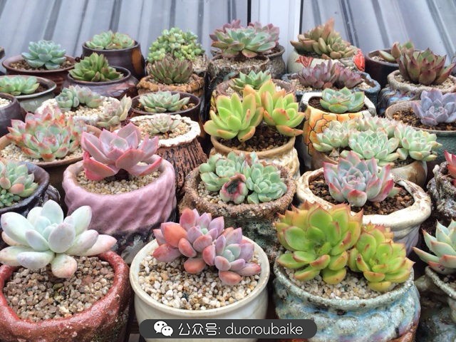 台风来了多肉已搬到安全的地方,台风来了多肉植物搬不动