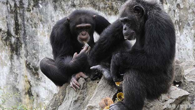 “我们正在体外培育大脑”