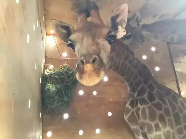 早读天津：非洲大块头乘包机抵津“谈恋爱”